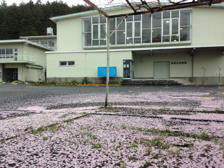 すでに散り始めた桜の花びら　伊深小学校校庭で　2015.4.7撮影