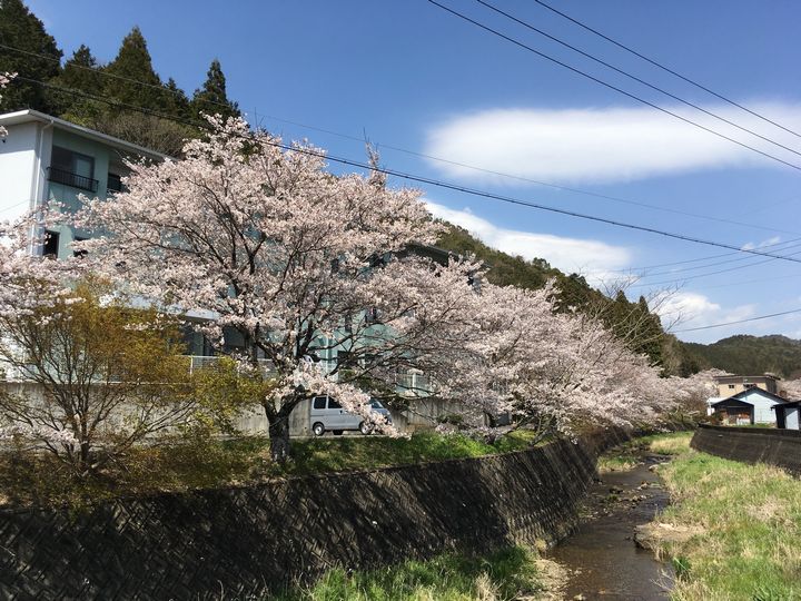 190408　関也の桜