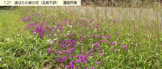 140727 紫花