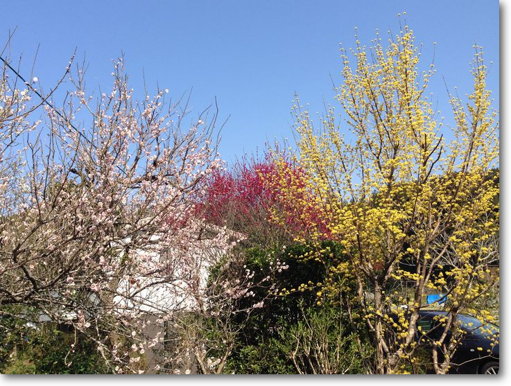 咲き競う春色　伊深町上切で　2014.3.28撮影