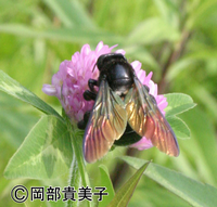 タイワンタケクマバチ
