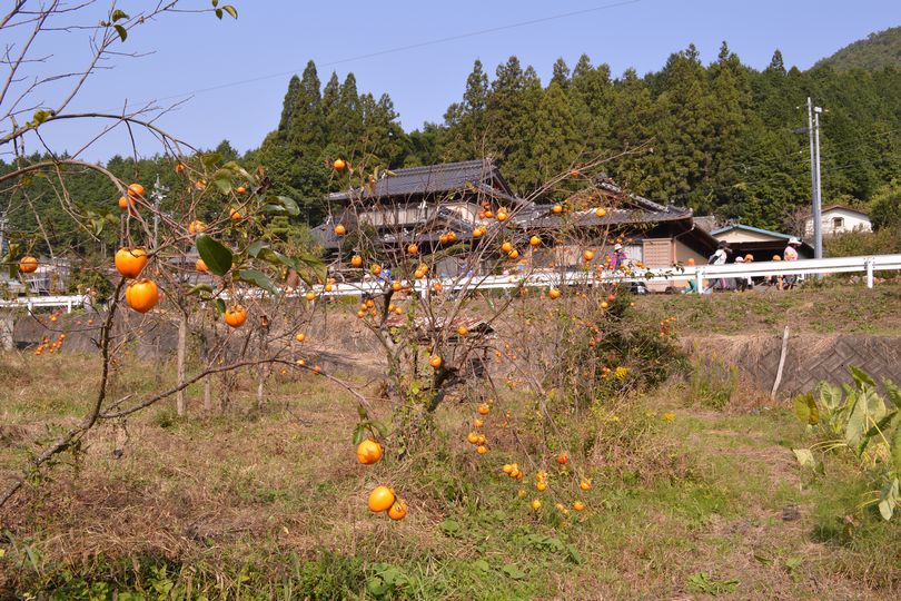柿の実が色づくなか健康の森へ遠足に　2015.10.23撮影