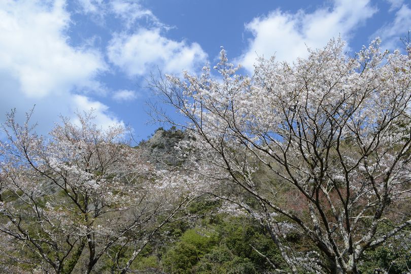 190415　天王の桜