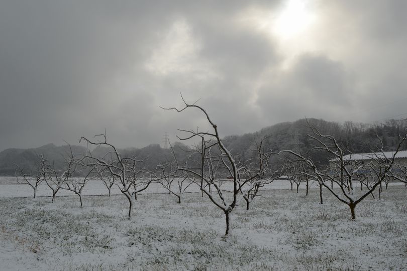 210218　雪の朝　柿畑