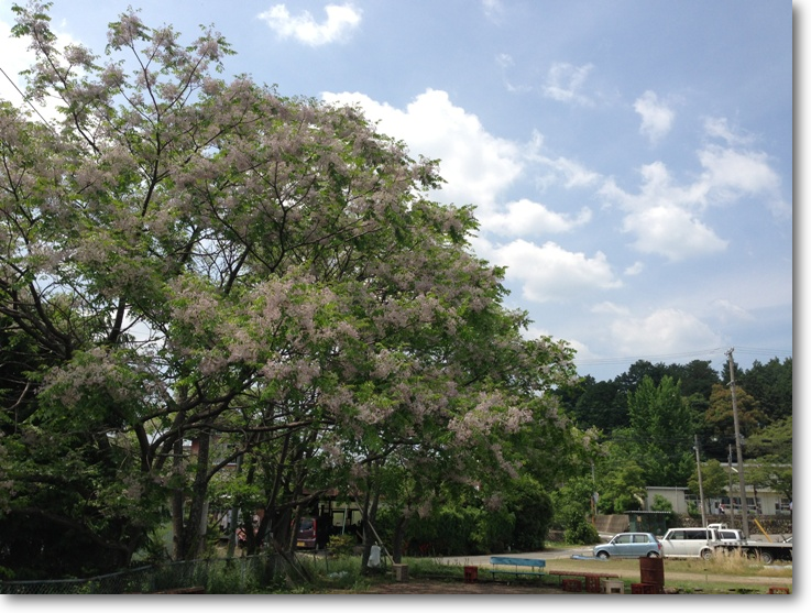 130531 センダンの花真っ盛り　伊深町関也で　2013.5.31撮影