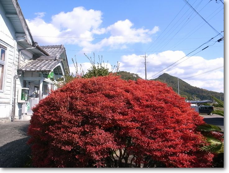 青空と真っ赤なドウダン　伊深町下本郷で　2013.11.19 撮影